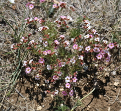 Chamaerhodos grandiflora