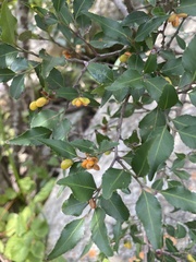 Image of Maytenus acuminata