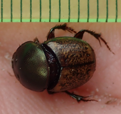 Onthophagus plebejus