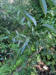 Salix mucronata, photograph (c) Dave Richardson, some rights reserved (CC BY)