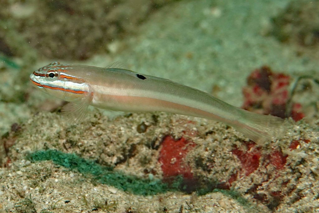 Allen's Goby