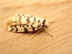 Hectobrocha pentacyma