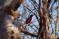 Granatellus venustus