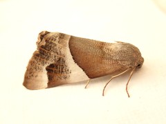 Niceteria macrocosma