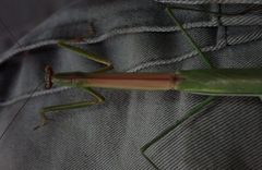 Tenodera superstitiosa