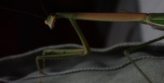Tenodera superstitiosa