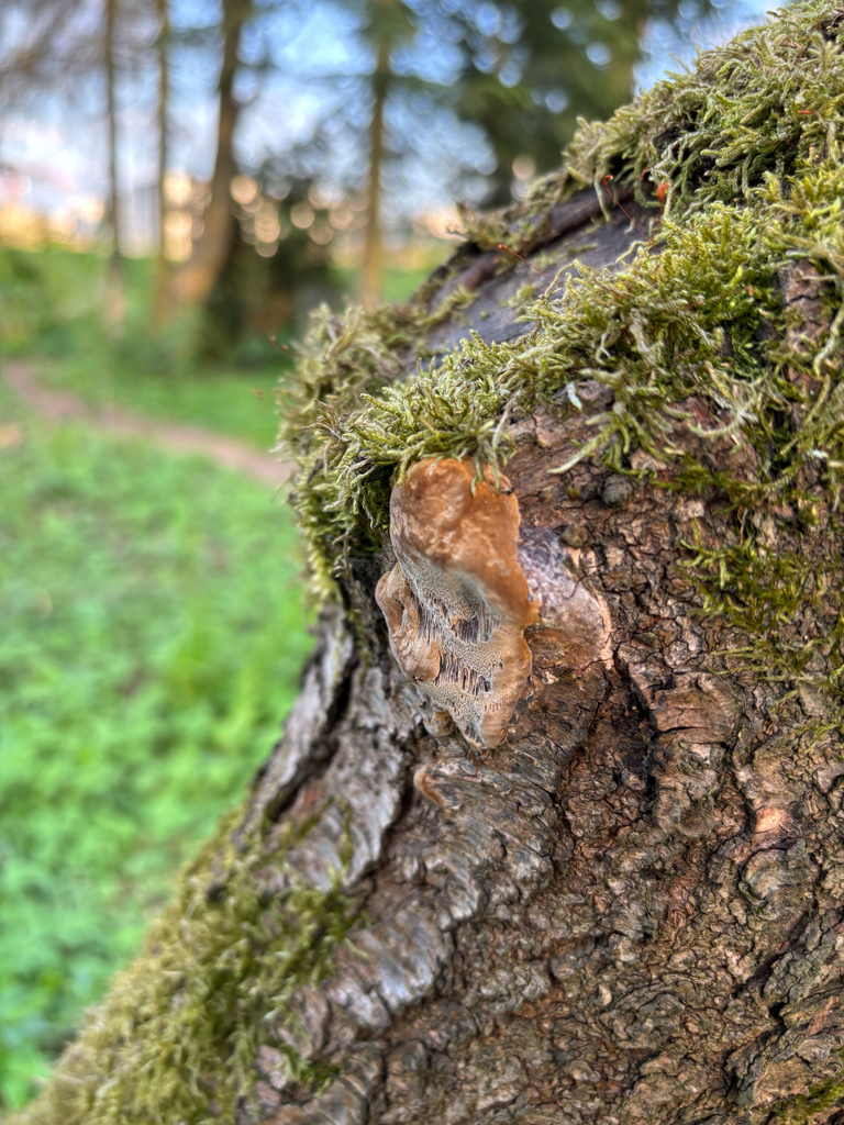 Phellinus pomaceus · April 2026 · photo: © stanislavschi_alexandr (iNaturalist, cc-by)