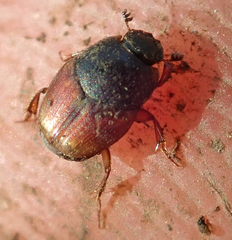 Cleptocaccobius viridicollis