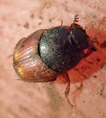 Cleptocaccobius viridicollis