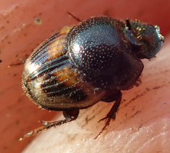 Onthophagus flavolimbatus