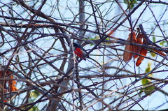 Granatellus venustus