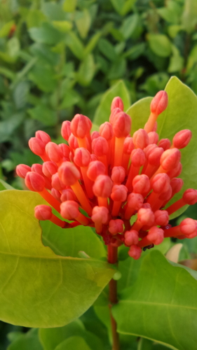 Ixora chinensis