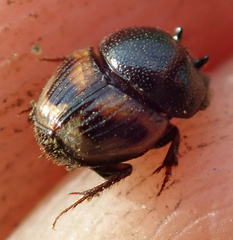 Onthophagus flavolimbatus