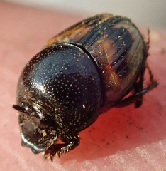 Onthophagus flavolimbatus