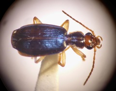 Dromius