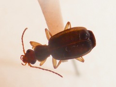 Dromius
