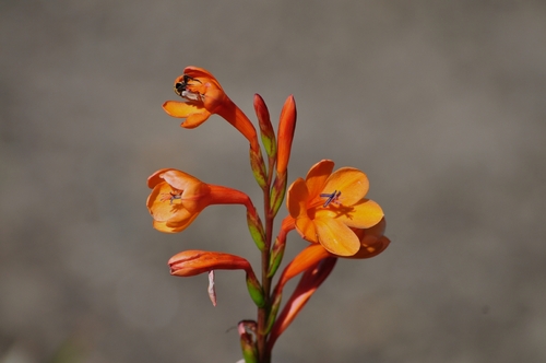 Watsonia pillansii, photograph 5