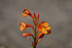 Watsonia pillansii, photograph (c) Burgert Jordaan, some rights reserved (CC BY)