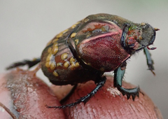 Proagoderus bicallosus