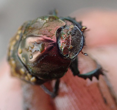 Proagoderus bicallosus