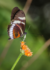 Heliconius cydno cydnides
