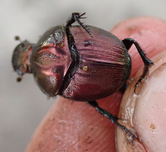 Proagoderus bicallosus