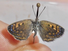 Lycaena tama