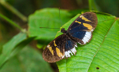 Heliconius eleuchia