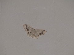Idaea trigeminata