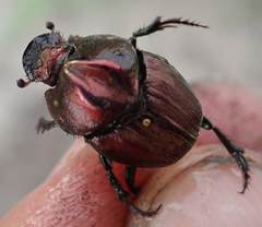 Proagoderus bicallosus