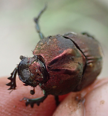 Proagoderus bicallosus