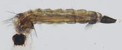 Aedes cinereus