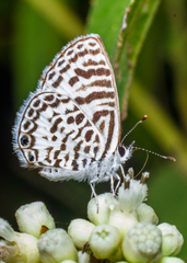 Leptotes cassius