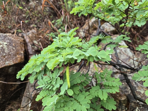 Dalbergia hancei observed 2026-04-24
