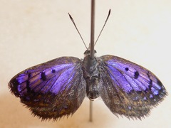 Lycaena tama