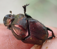 Proagoderus bicallosus