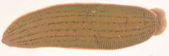 Limnatis nilotica