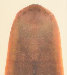 Limnatis nilotica