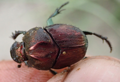 Proagoderus bicallosus