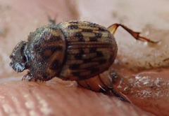 Onthophagus variegatus
