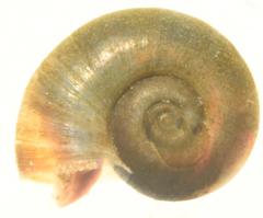 Planorbarius metidjensis