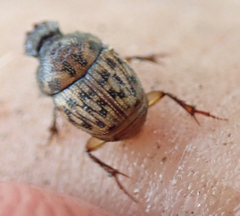 Onthophagus variegatus