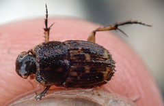 Tiniocellus spinipes