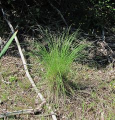 Carex nigra juncea