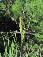 Carex nigra juncea