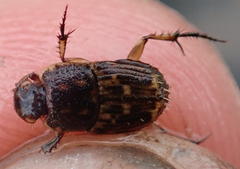 Tiniocellus spinipes