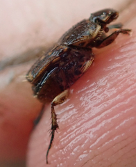 Tiniocellus spinipes