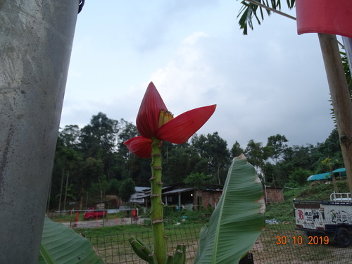 Musa laterita