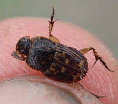 Tiniocellus spinipes