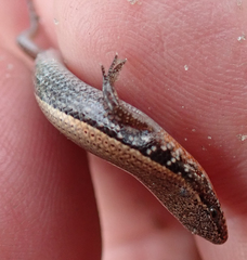 Panaspis maculicollis